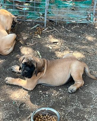 Mastiff inglesi con pedigree