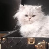 Miao miao che fa tante fusa ed è bianca pomposa