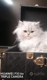 Miao miao che fa tante fusa ed è bianca pomposa