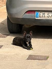 Bulldog francese