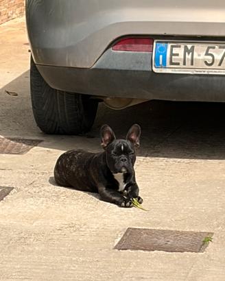 Bulldog francese