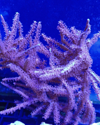 Gorgonia simbiotica (pinnigorgia flava pink)