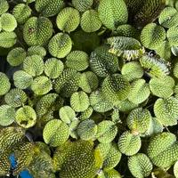 Salvinia - pianta galleggiante x acquario