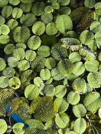 Salvinia - pianta galleggiante x acquario