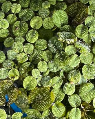 Salvinia - pianta galleggiante x acquario