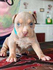 Pitbull 