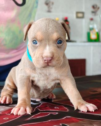 Pitbull 