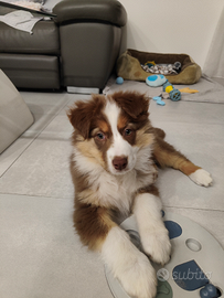 Cucciola di Pastore Australiano