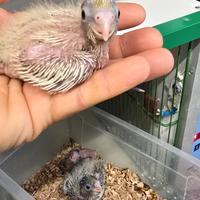 Pulli calopsite varie colorazioni