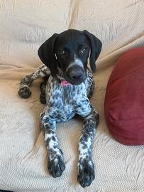 Cuccioli bracchi