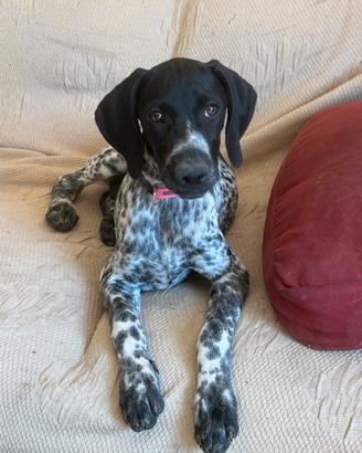 Cuccioli bracchi
