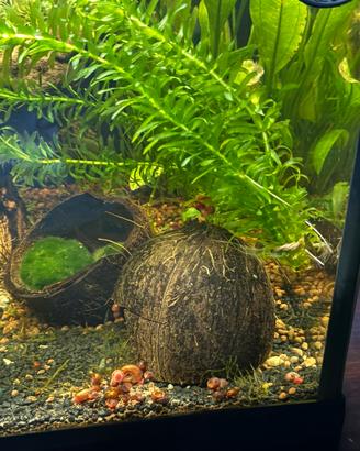 Lumache Planorbarius corneus