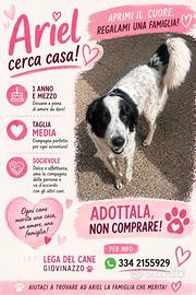 Ariel, stupendo cane di taglia media in adozione