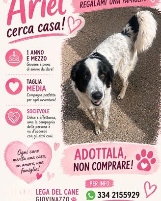 Ariel, stupendo cane di taglia media in adozione