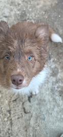 Border collie