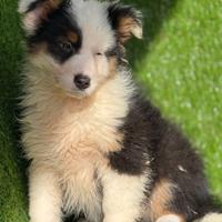Pastore australiano con pedigree ENCI
