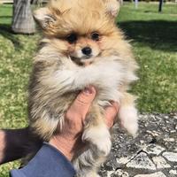 Spitz Pomerania