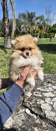 Spitz Pomerania