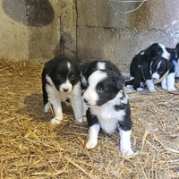 Cuccioli border collie