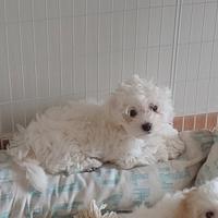 Cuccioli di Maltese non più disponibile