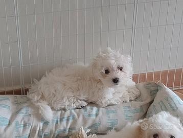 Cuccioli di Maltese non più disponibile