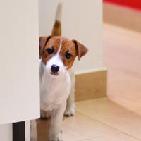 Jack russell femmina taglia piccola