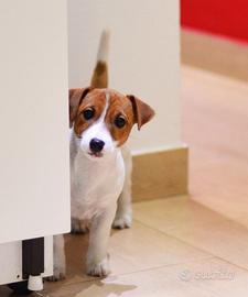 Jack russell femmina taglia piccola