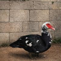 Anatra muta giovane adatta a spazio esterno