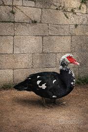 Anatra muta giovane adatta a spazio esterno