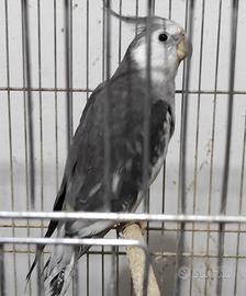 Giovani calopsite maschi