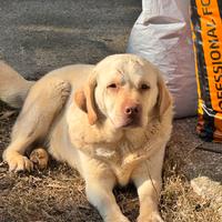 Labrador maschio in adozione