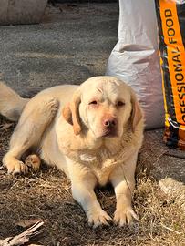 Labrador maschio in adozione