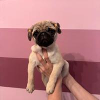 Carlino- Cucciolo Pedigree- Allevamento ENCI