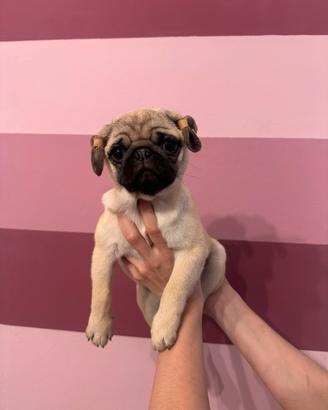 Carlino- Cucciolo Pedigree- Allevamento ENCI