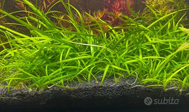 Sagittaria subulata pratino acquario