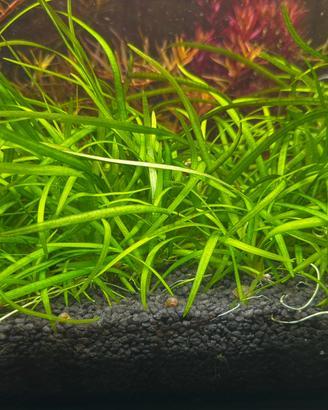 Sagittaria subulata pratino acquario