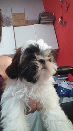 Shih tzu