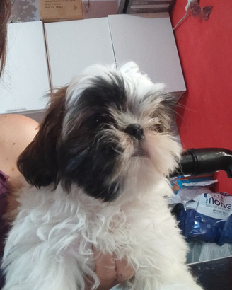 Shih tzu