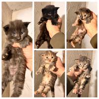 Cuccioli di mainecoon