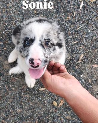 Cuccioli border collie con pedigree