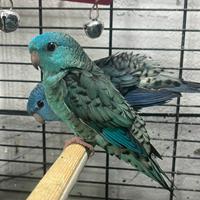 Bolborhynchus lineola pappagallino barrato