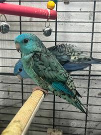 Bolborhynchus lineola pappagallino barrato