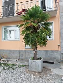 PALME - PIANTE