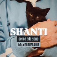 Shanti gatto cucciolo maschio in adozione 3 mesi