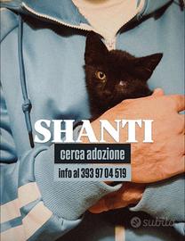 Shanti gatto cucciolo maschio in adozione 3 mesi