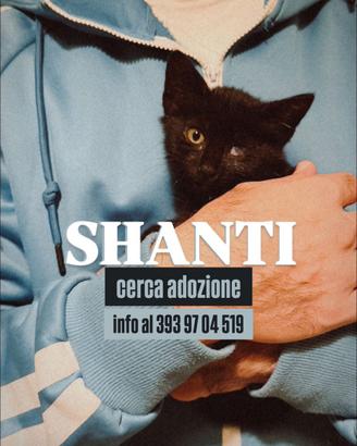 Shanti gatto cucciolo maschio in adozione 3 mesi