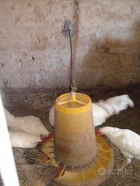 Galline