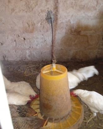 Galline