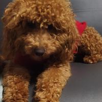 Barboncino per monta