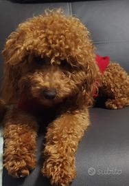 Barboncino per monta